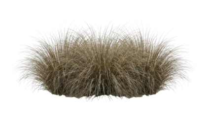 Isolated Dry Ornamental Grass Bush on White Background