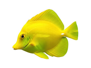 Isolated bright yellow Zebrasoma flavescens swims gracefully in a studio environment