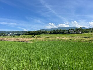 Rice Field in Nagano Prefecture, Japan