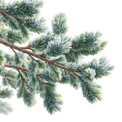 Obraz premium Detailed pine tree branches Christmas decoration ready snow on transparent background