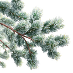 Obraz premium Detailed pine tree branches Christmas decoration ready snow on transparent background