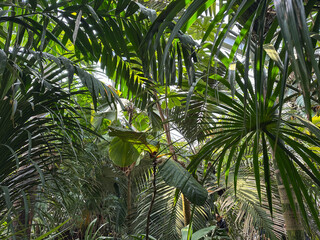 Lush Tropical Foliage in a Botanical Garden