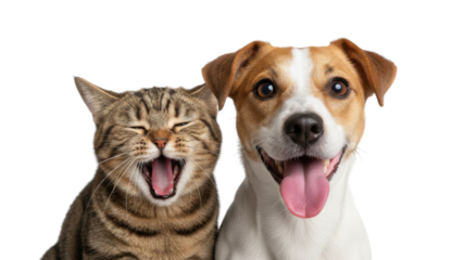 Cheerful Tabby Cat Laughing and Happy Jack Russell Terrier Dog Together on White Background