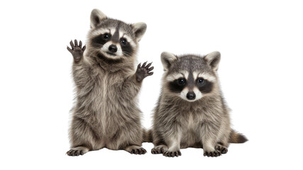 Two adorable baby raccoons isolated on white, one standing and waving