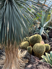 Lush Tropical Foliage in a Botanical Garden