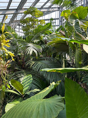 Lush Tropical Foliage in a Botanical Garden
