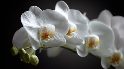 Fototapeta premium Intimate view of white orchid petals, dramatic contrast on dark background