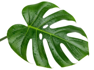 Isolated monstera deliciosa leaf with water droplets, a popular houseplant with cutouts, natural light