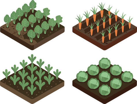 Isometric Vegetable Garden Beds Set with Carrots, Cabbage, and Organic Crops
