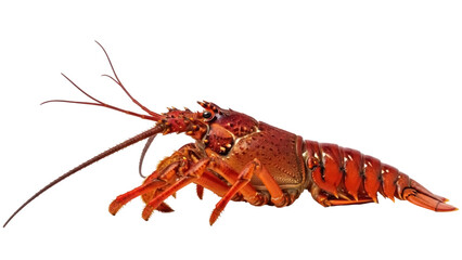Isolated Red Lobster, a Gourmet Marine Animal for Seafood Restaurants and Culinary Dishes