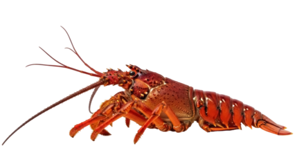 Isolated Red Lobster, a Gourmet Marine Animal for Seafood Restaurants and Culinary Dishes