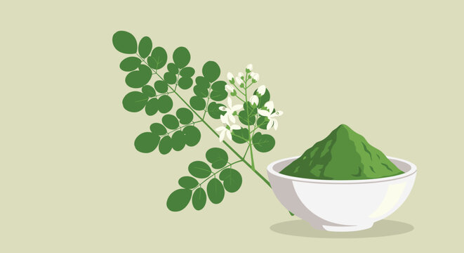Illustration of a moringa branch with leaves and flowers next to a bowl of green moringa powder, a popular superfood.