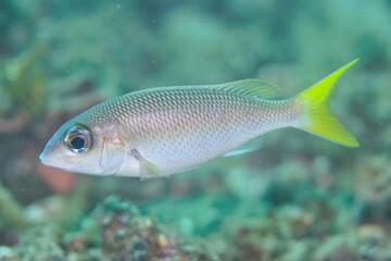 Fototapeta premium Peters Monocle Bream&nbsp;in the Lembeh Strait, Sulawesi, Indonesia