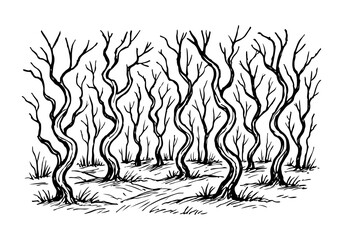 Forest hand drawn simple sketch vector illustration