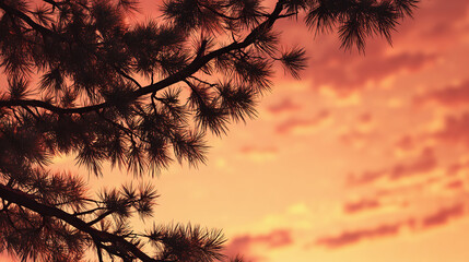 Golden Sunset Sky with a Pine Tree Silhouette, Serene and Atmospheric 