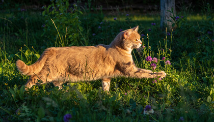 Fototapeta premium Cat walking in the forest with beautiful nature