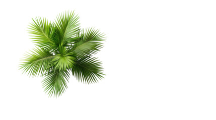 Palm Leaves on Transparent Background