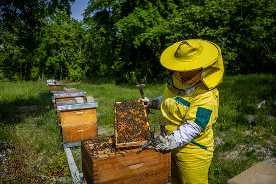 View of a beekeeper in a vibrant yellow suit tending to a wooden hive, surrounded by verdant foliage under a bright sky, Istria County, Croatia.