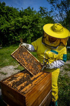 View of a beekeeper in a yellow protective suit carefully examines a frame teeming with bees, while vibrant green foliage provides a backdrop, Buzet, Istria County, Croatia.
