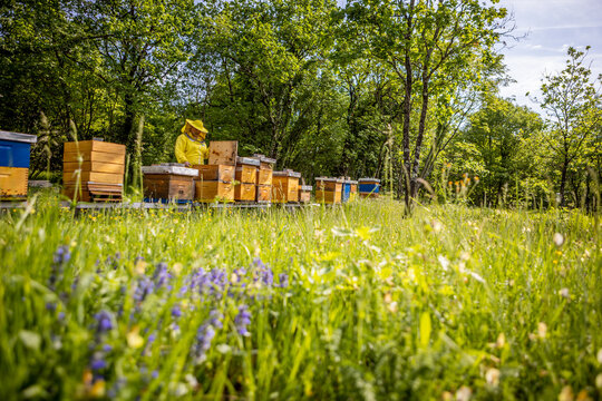 View of a beekeeper tending to a line of colorful beehives amidst a lush meadow, vibrant blue flowers, and verdant trees, Vizinada, Istria County, Croatia.