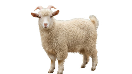 Isolated Angora Goat Posing in Studio Light for Portraits or Stock Photos with Curly Fleece