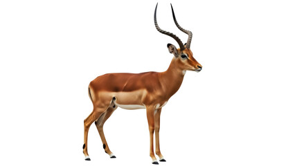Isolated Impala antelope mammal. Beautiful wildlife animal standing in a natural pose
