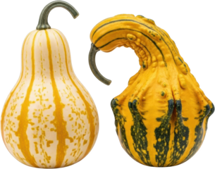 Two distinctly shaped decorative gourds with striped yellow and white or yellow and dark green patterns and curved stems isolate Vegetable Squash Autumn
