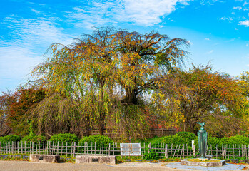 京都、円山公園の祇園しだれ