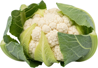 Fresh white cauliflower head partially surrounded by vibrant green outer leaves closeup view with excellent detail isolate Vegetable Produce Healthy Food
