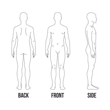 Human body anatomy outline front back and side view diagram