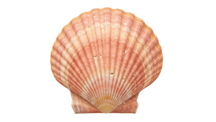 Isolated pink scallop seashell from the ocean, a marine life creature and beach finding