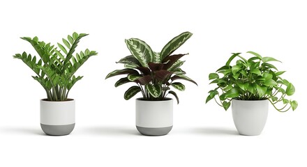 Fototapeta premium Collection of Vibrant Green Houseplants in Modern Pots for Interior Decoration