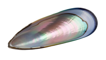 Isolated iridescent Mussel shell, pearl oyster nacre detail, shimmering colours on sea life