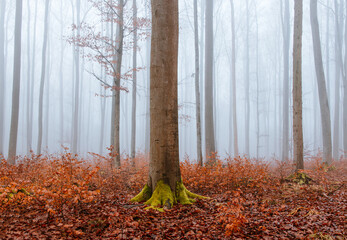Beech forest in misty fog. Tree trunk covered with moss. Czech calm landscape