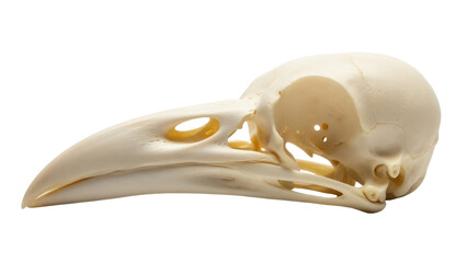 Isolated skull of a bird with a long beak for osteology, scientific research and education