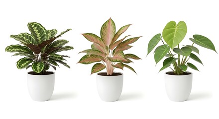 Obraz premium Three potted houseplants with green and pink leaves against a white background