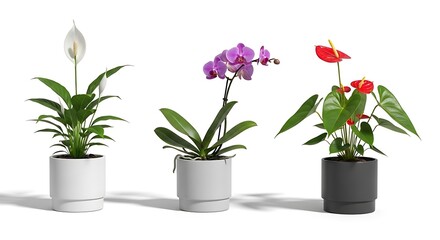 Three potted houseplants including a peace lily, orchid, and anthurium