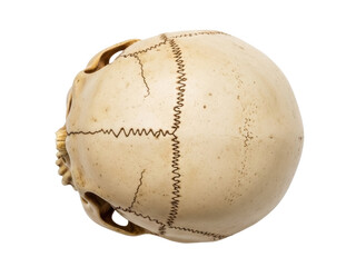 Isolated Human Skull Top View, Forensic Anthropology, Bone Structure and Sutures Detail