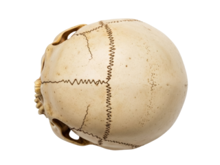 Isolated Human Skull Top View, Forensic Anthropology, Bone Structure and Sutures Detail