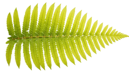 Isolated Fern Frond with Pinnately Compound Leaves and Branching Stem, Green Tones
