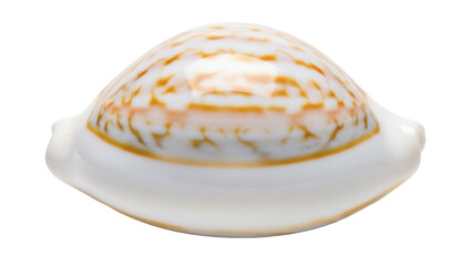Isolated Cypraea tigris shell, sea snail with striking orange and white tiger stripe pattern