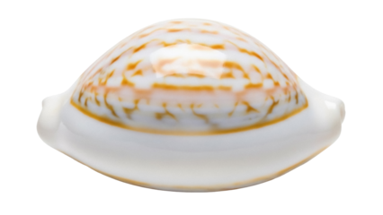 Isolated Cypraea tigris shell, sea snail with striking orange and white tiger stripe pattern