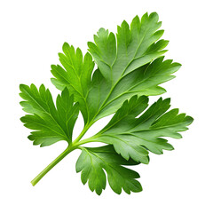 Fresh parsley leaf isolated on transparent background PNG