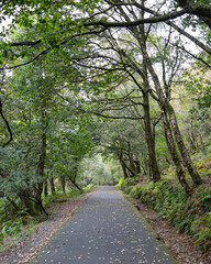 Fototapeta premium Paved Forest Path in Glendalough Ireland