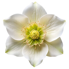 White hellebore flower isolated on transparent background PNG