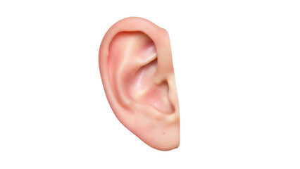 Realistic human ear isolated PNG on transparent background, detailed anatomical body part for...
