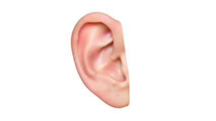 Realistic human ear isolated PNG on transparent background, detailed anatomical body part for medical and educational use