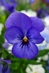 Hornveilchenbl&uuml;te Viola cornuta