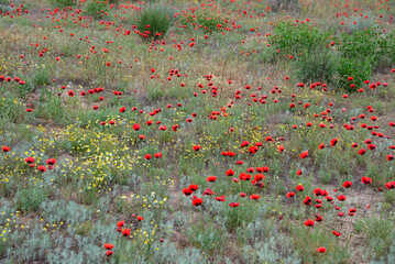 Poppies in the steppe of Kalmykia, Russia