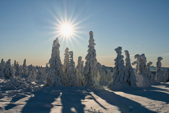 View of snow-laden trees casting long shadows across a pristine white landscape under a bright sun in Vidlica, Mala Fatra, Zilina Region, Slovakia.